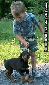 Dobermann 1.6.2003 (Arnold Halit Pasa x If Cerny trun)