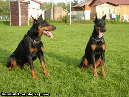 Dobermann