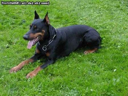 Dobermann