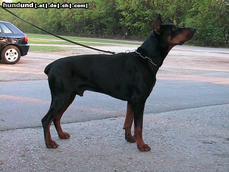 Dobermann Amos von Monza