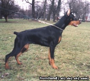 Dobermann Anaconda Akagera 8 months