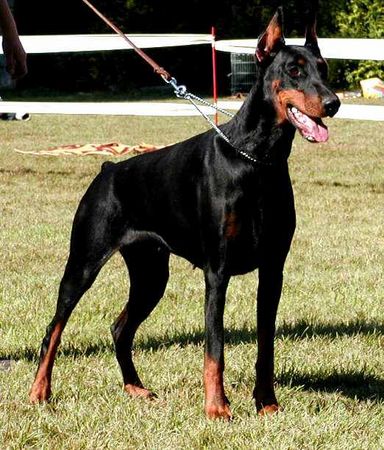 Dobermann Anne Halit Pasa ( Gino Gomez del Citone x Frezie Bohemia Gotika )