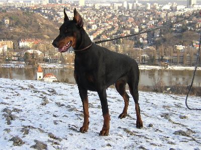 Dobermann