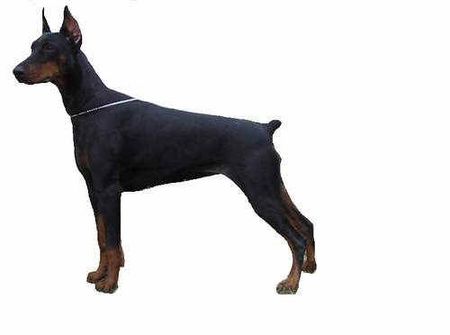 Dobermann Anne Halit Pasa ( Gino Gomez del Citone x Frezie Bohemia Gotika )