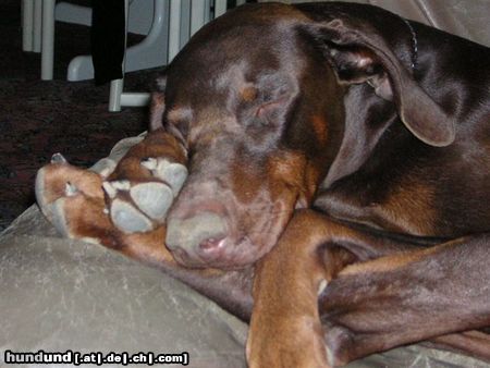 Dobermann Keiner kann seine Pfoten so verknoten, wie unser Anouk