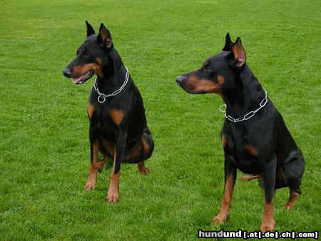 Dobermann Amos von Monza