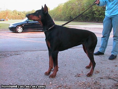 Dobermann Ariane von Monza