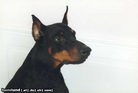 Dobermann Aristo von Monza,Rufname Apollo