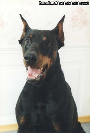 Dobermann Aristo von Monza,Rufname Apollo