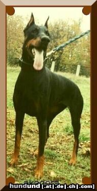 Dobermann Arlen z Lechickiej Doliny IPO2