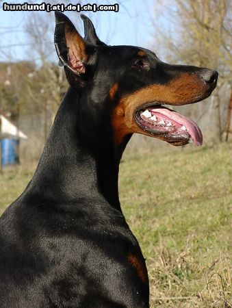 Dobermann asics