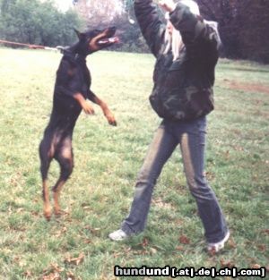 Dobermann Arlen IPO2 und ich