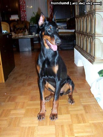 Dobermann