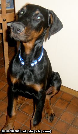 Dobermann Bastian