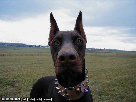 Dobermann