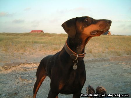 Dobermann Alina am Strand