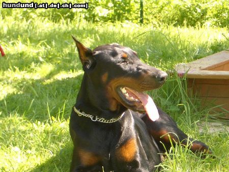 Dobermann Ginger sonnt sich