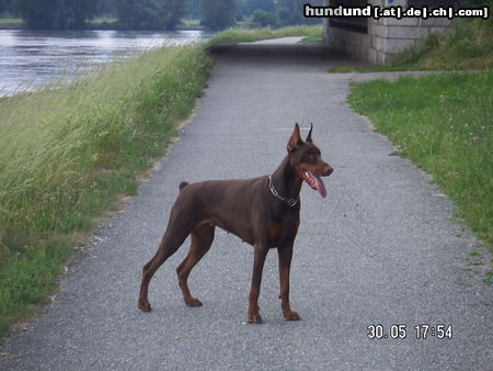 Dobermann akira von milanohomem