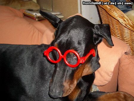 Dobermann