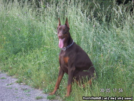 Dobermann Akira von Milano Home