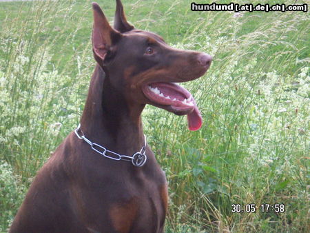 Dobermann akira von milanohome