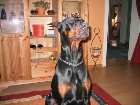 Dobermann Apollo