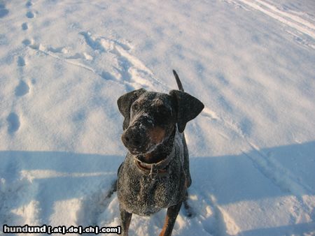 Dobermann Alina im Schnee