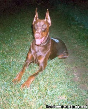 Dobermann Hartyani Kuno