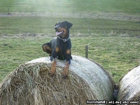 Dobermann Jerry