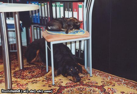 Dobermann Aron und Freundin Tina