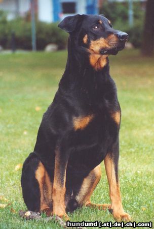 Dobermann Aron