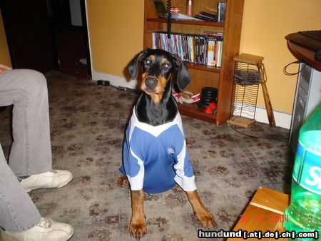 Dobermann MIKEY LIEBT ES MODISCH