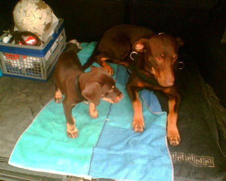 Dobermann Emma und Boots 