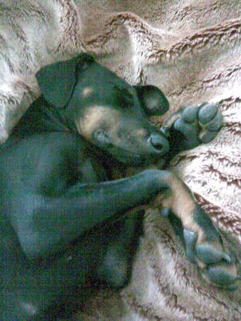 Dobermann kleiner Romeo 14 Wochen