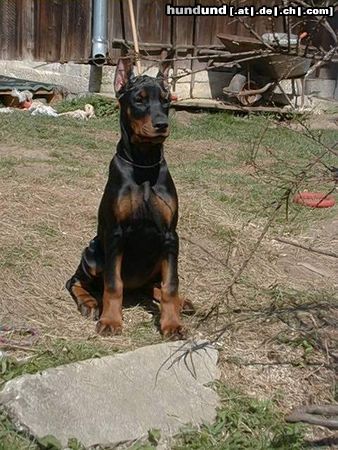 Dobermann Meine kleine Luna!