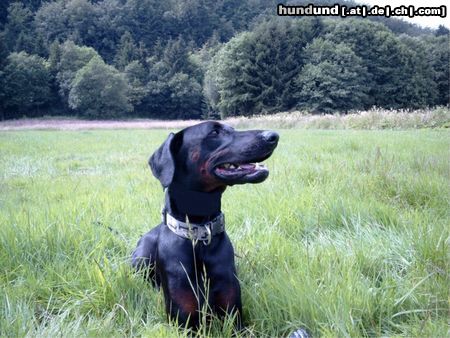 Dobermann einfach schön