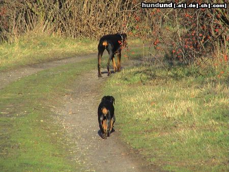 Dobermann Luna ( 8 Wo ) und Aischa ( 13J ) Auch ein schöner Rücken, kann entzücken !