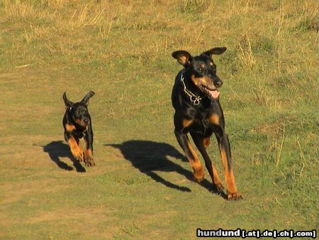 Dobermann Luna ( 8 Wo ) und Aischa ( 13J )