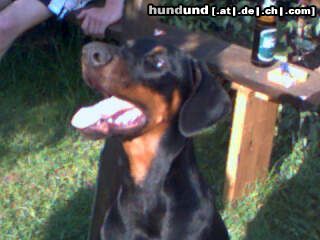 Dobermann Billy