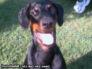 Dobermann Billy