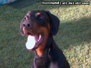 Dobermann Billy