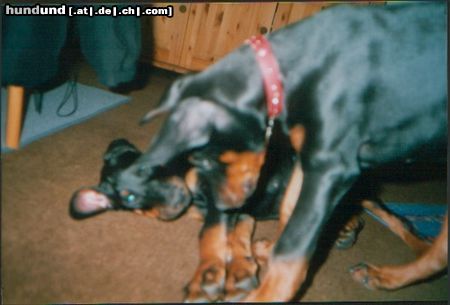 Dobermann Billy und Bastian