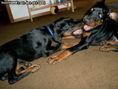 Dobermann Billy und Bastian