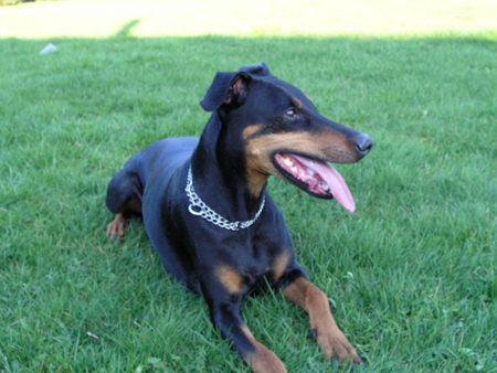 Dobermann Das ist Bonny