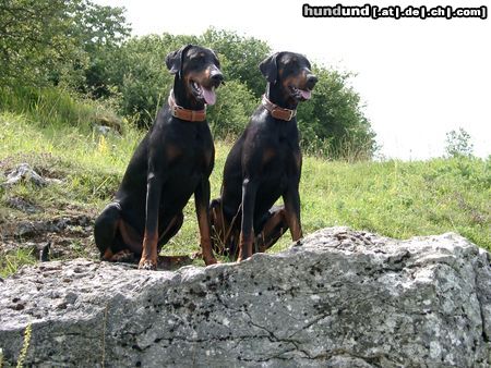 Dobermann Snoop+Cyrus