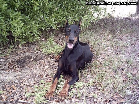 Dobermann