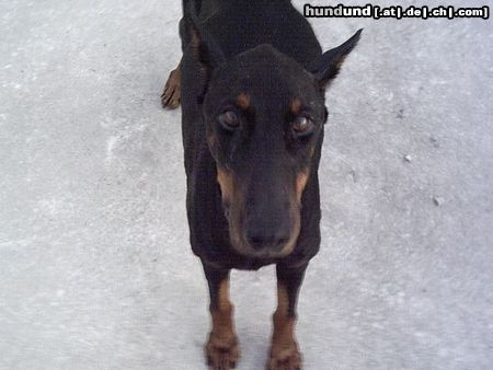 Dobermann