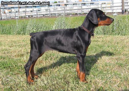 Dobermann Brunello (10. Wo.)