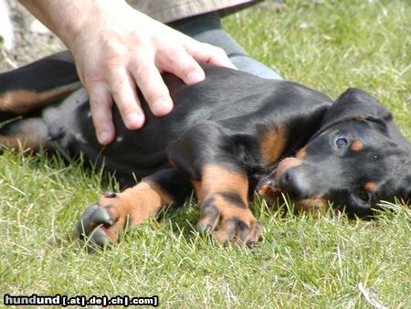 Dobermann Bruno :)))