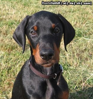 Dobermann Brunello (10. Wo.)